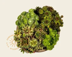 Sempervivum Mix - schaal