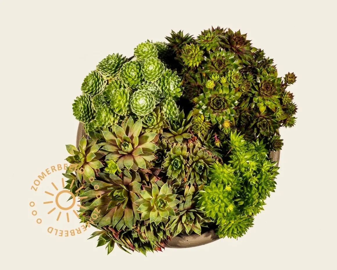 Sempervivum Mix - schaal