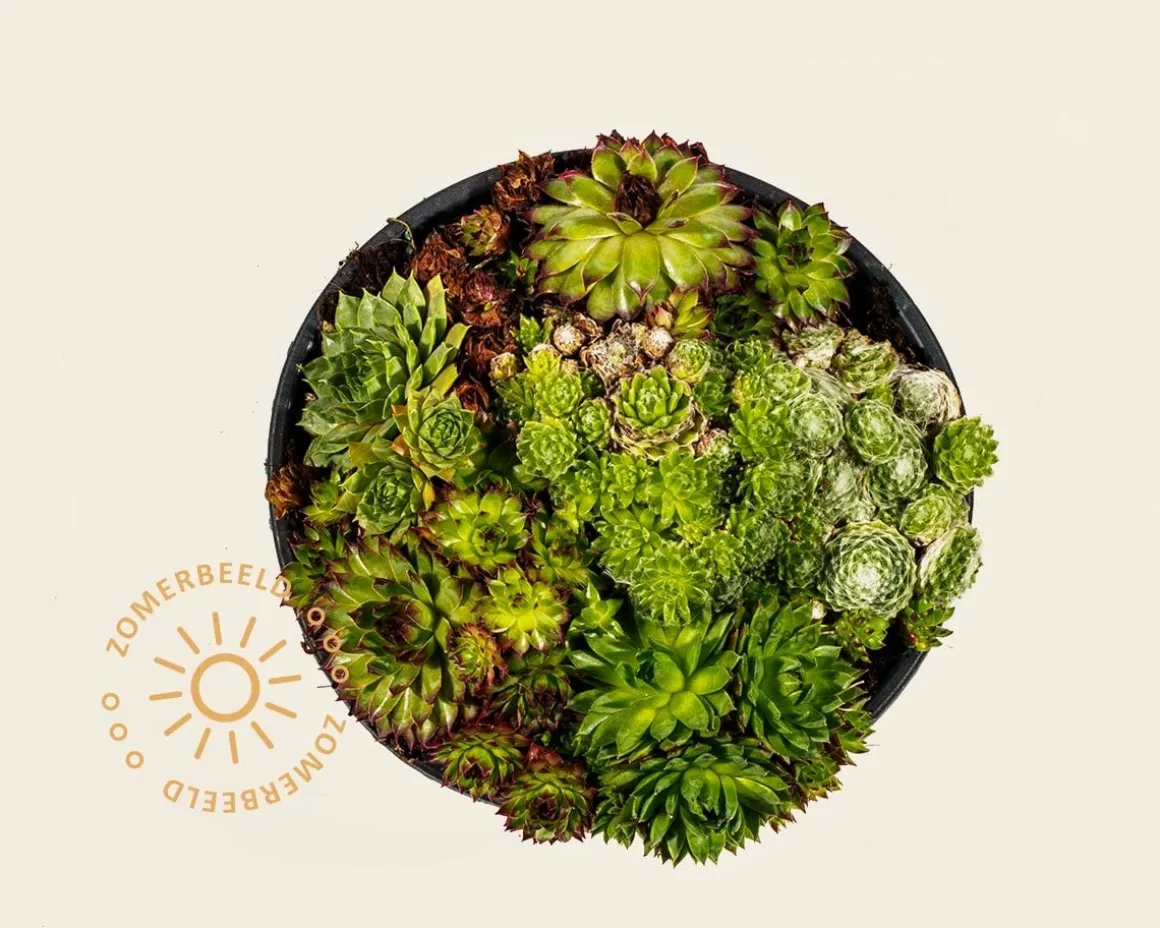 Sempervivum Mix - schaal