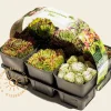 Sempervivum Mix - tray 6 stuks