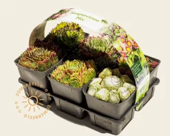 Sempervivum Mix - tray 6 stuks