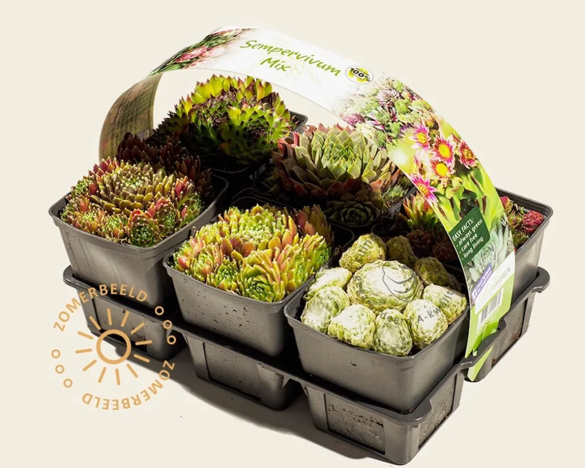 Sempervivum Mix - tray 6 stuks