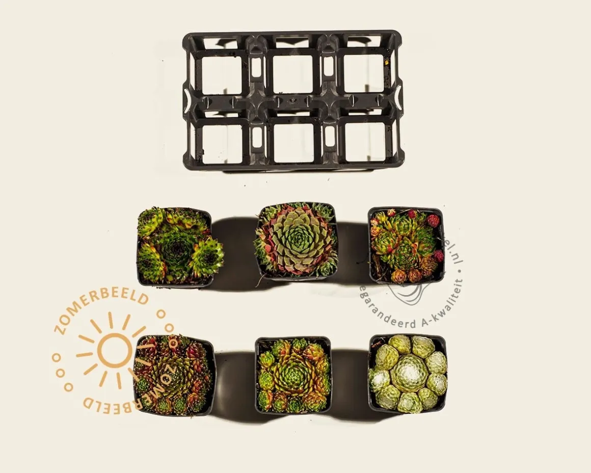 Sempervivum Mix - tray 6 stuks