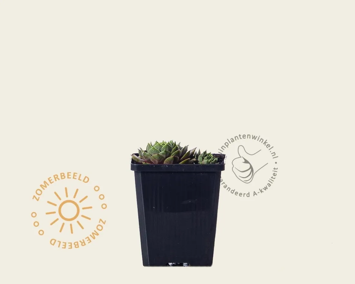 Sempervivum 'Othello'