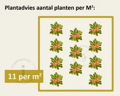 Sempervivum tectorum
