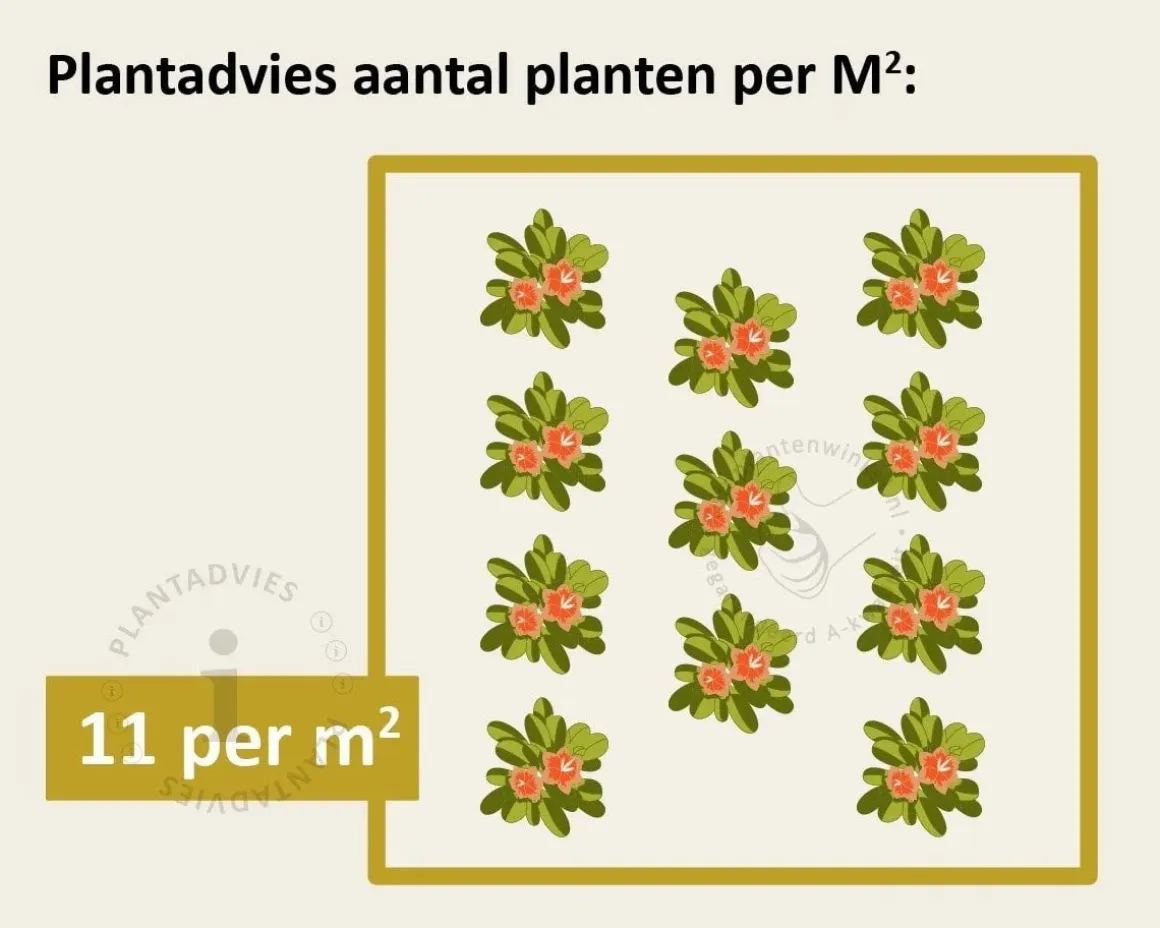 Sempervivum tectorum