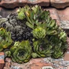 Sempervivum tectorum 'Pyrenaicum'