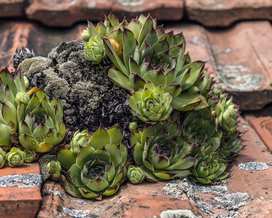 Sempervivum tectorum 'Pyrenaicum'