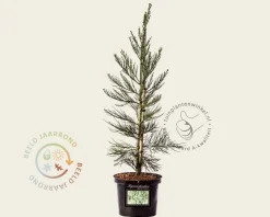 Sequoiadendron giganteum 'Glaucum'