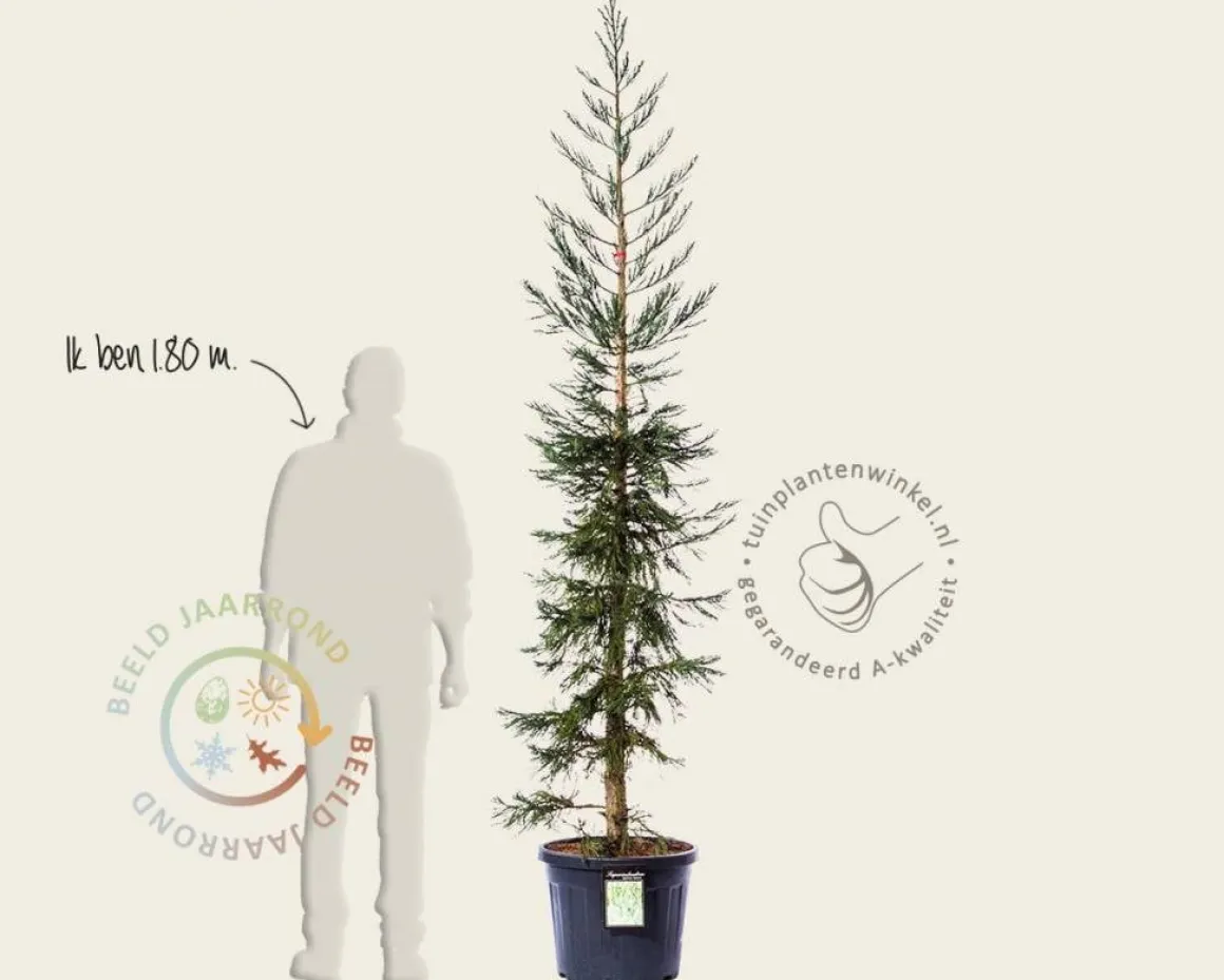 Sequoiadendron giganteum 'Glaucum' 225/250