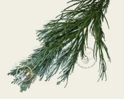 Sequoiadendron giganteum 'Glaucum' 225/250