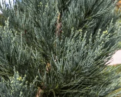 Sequoiadendron giganteum 'Glaucum' 150/175