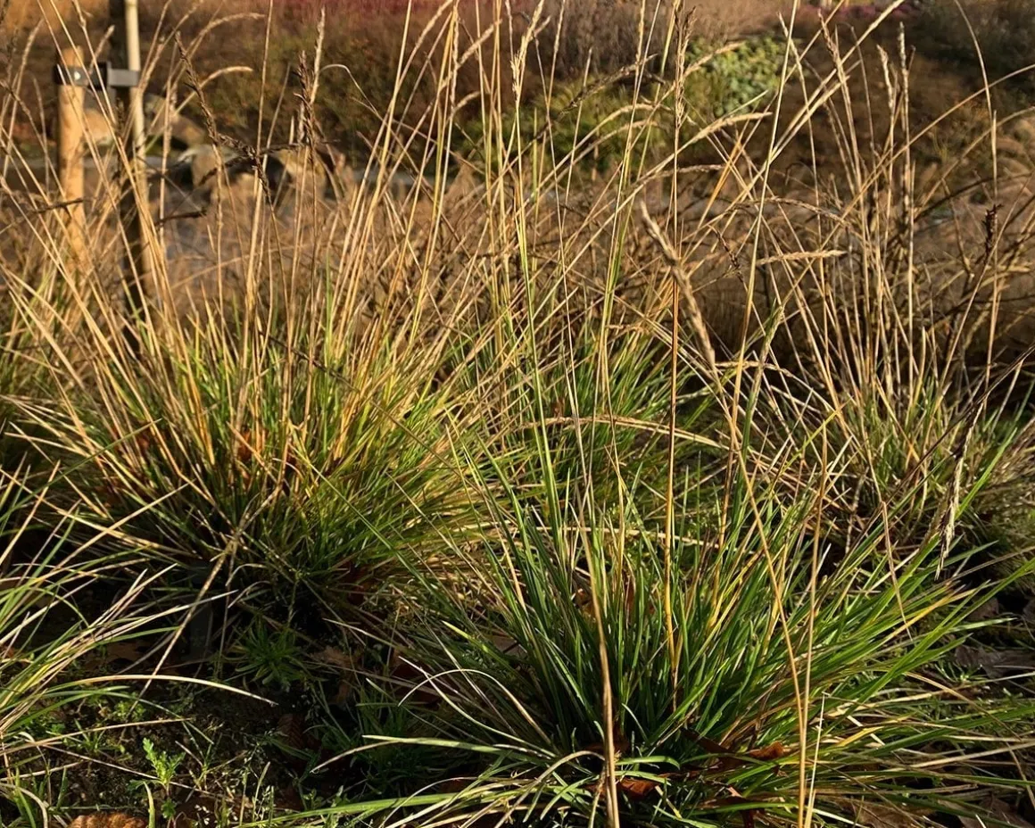 Sesleria autumnalis