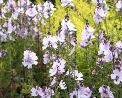 Sidalcea 'Elsie Heugh'