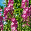 Sidalcea 'Party Girl'