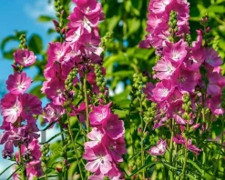 Sidalcea 'Party Girl'