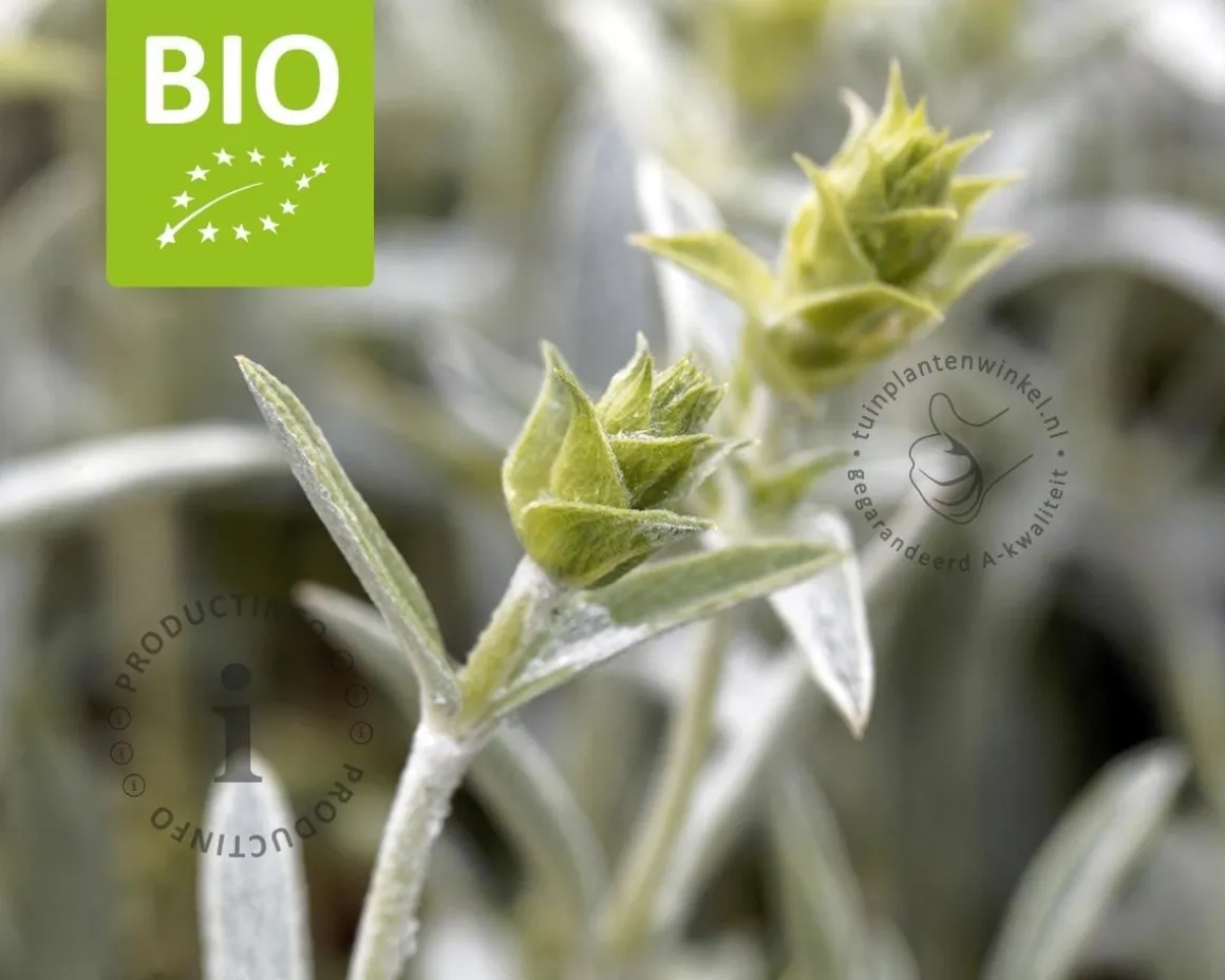 Sideritis syriaca - Puur