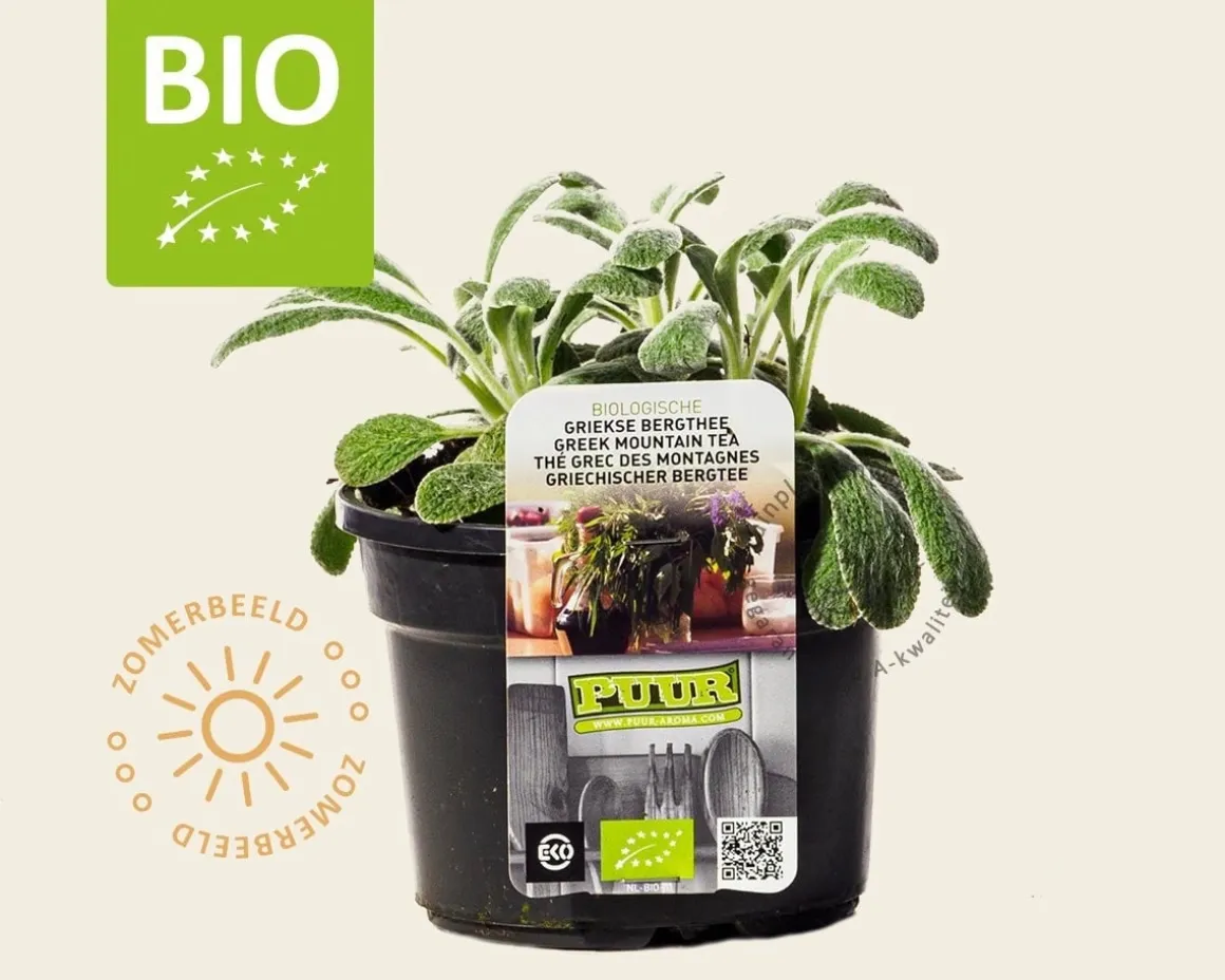 Sideritis syriaca - Puur