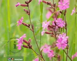Silene dioica