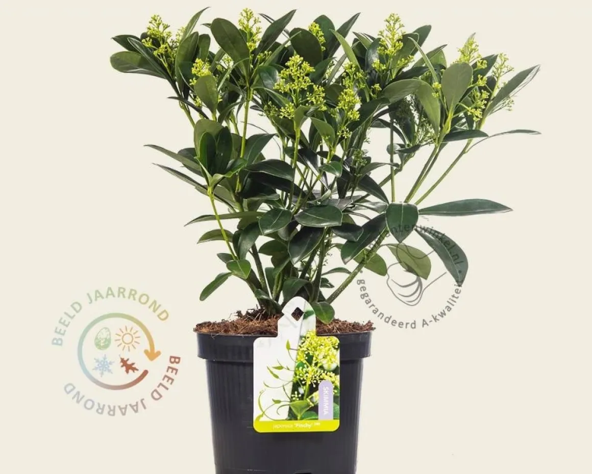 Skimmia japonica 'Finchy'