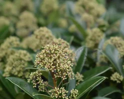 Skimmia japonica 'Fragrant Cloud'