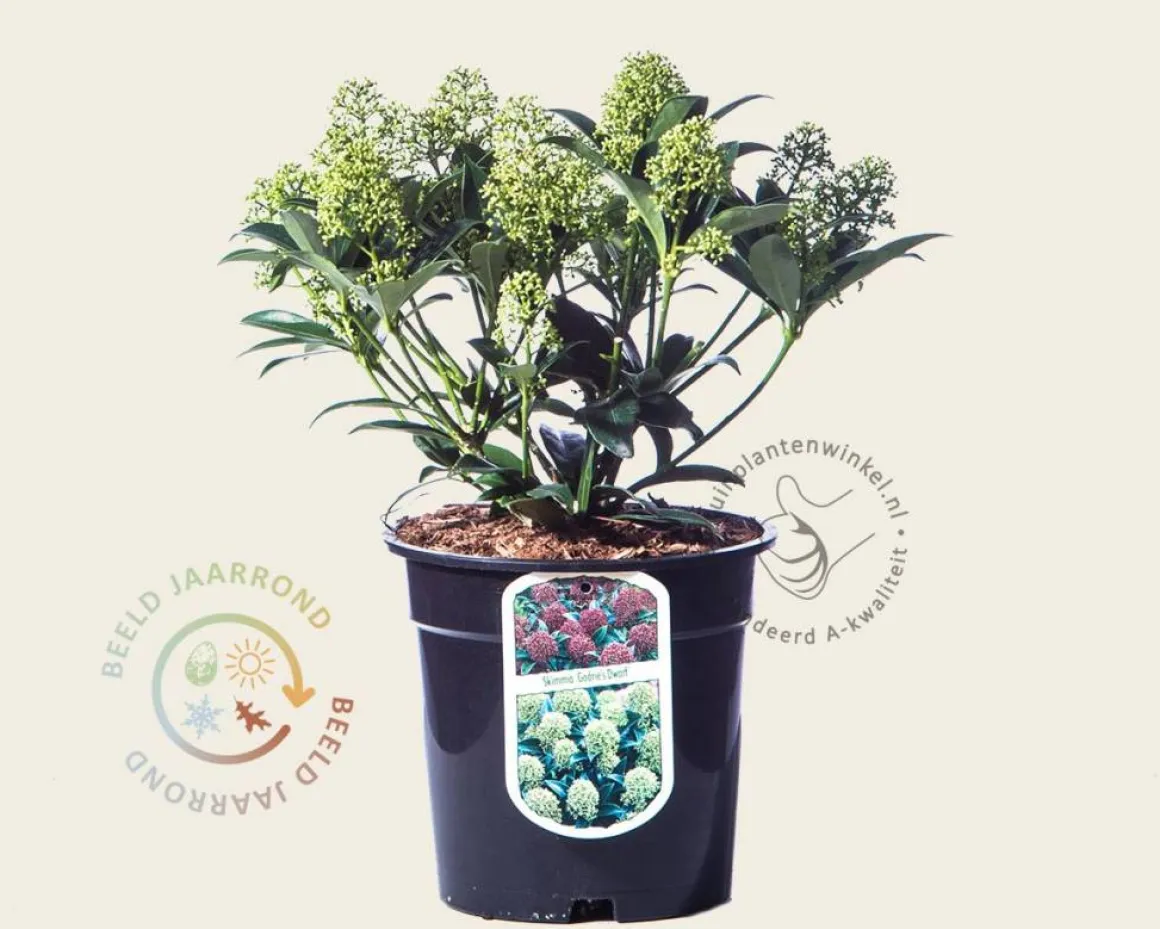 Skimmia japonica 'Godrie's Dwarf'