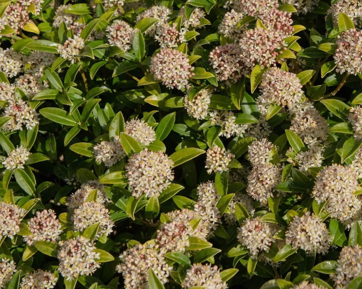 Skimmia japonica 'Godrie's Dwarf'