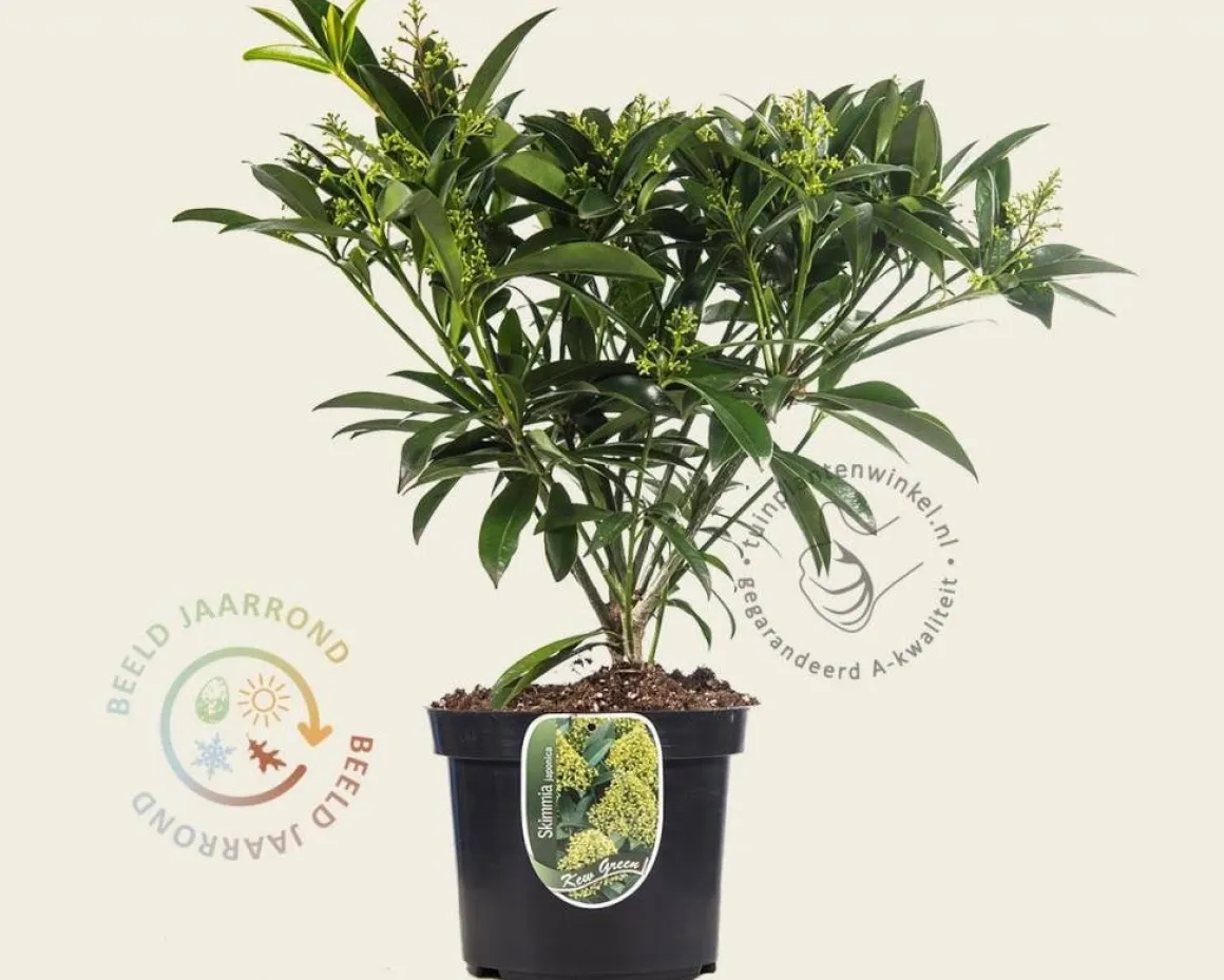 Skimmia japonica 'Kew Green'
