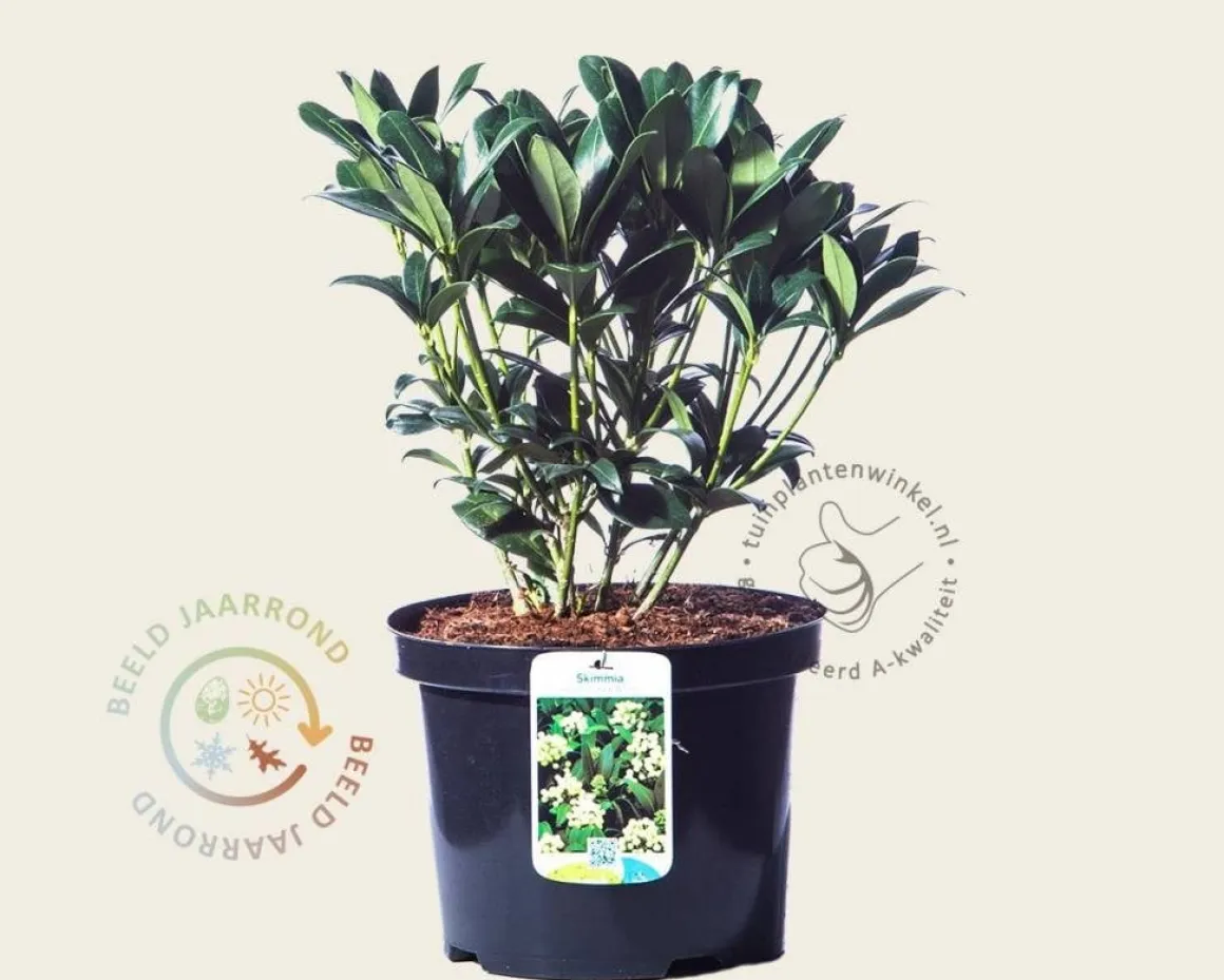 Skimmia japonica 'Kew White'