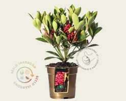 Skimmia japonica 'Obsession'