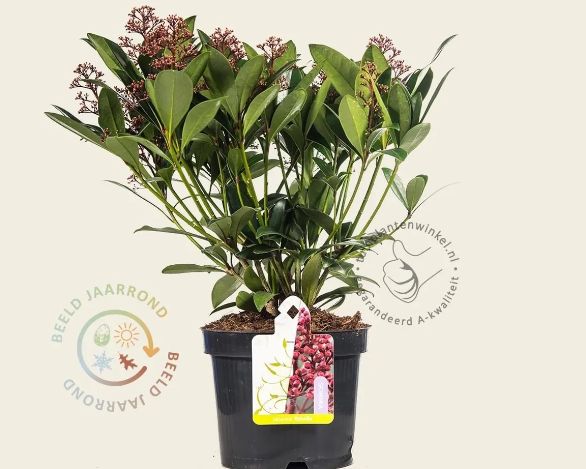 Skimmia japonica 'Rubella'