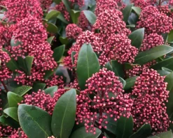 Skimmia japonica 'Rubella'