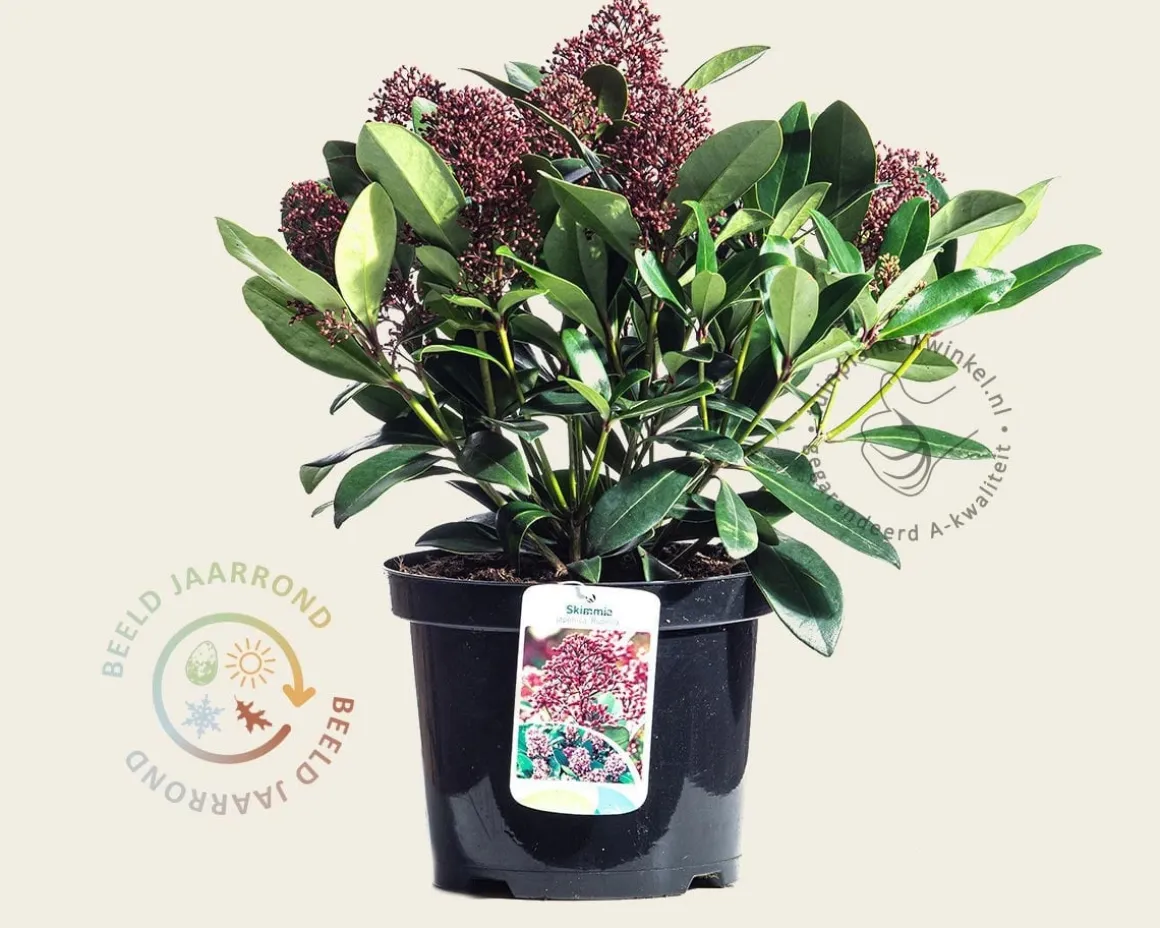 Skimmia japonica 'Rubella'