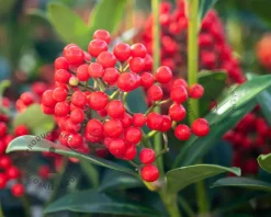 Skimmia japonica 'Temptation'