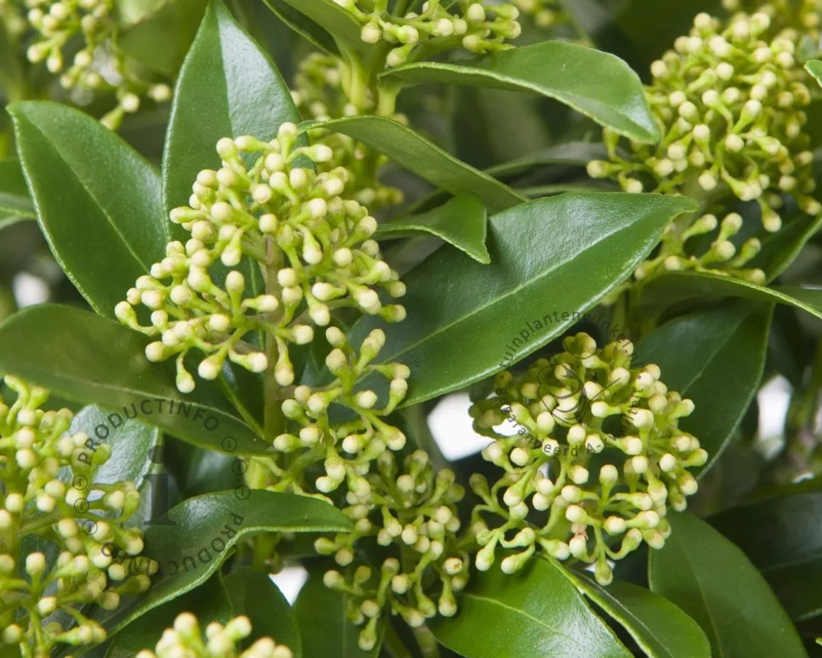 Skimmia japonica 'White Dwarf'