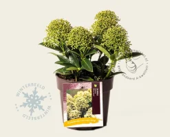 Skimmia japonica 'White Dwarf'