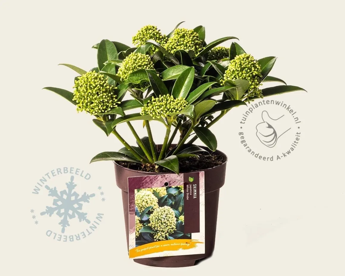 Skimmia japonica 'White Globe'