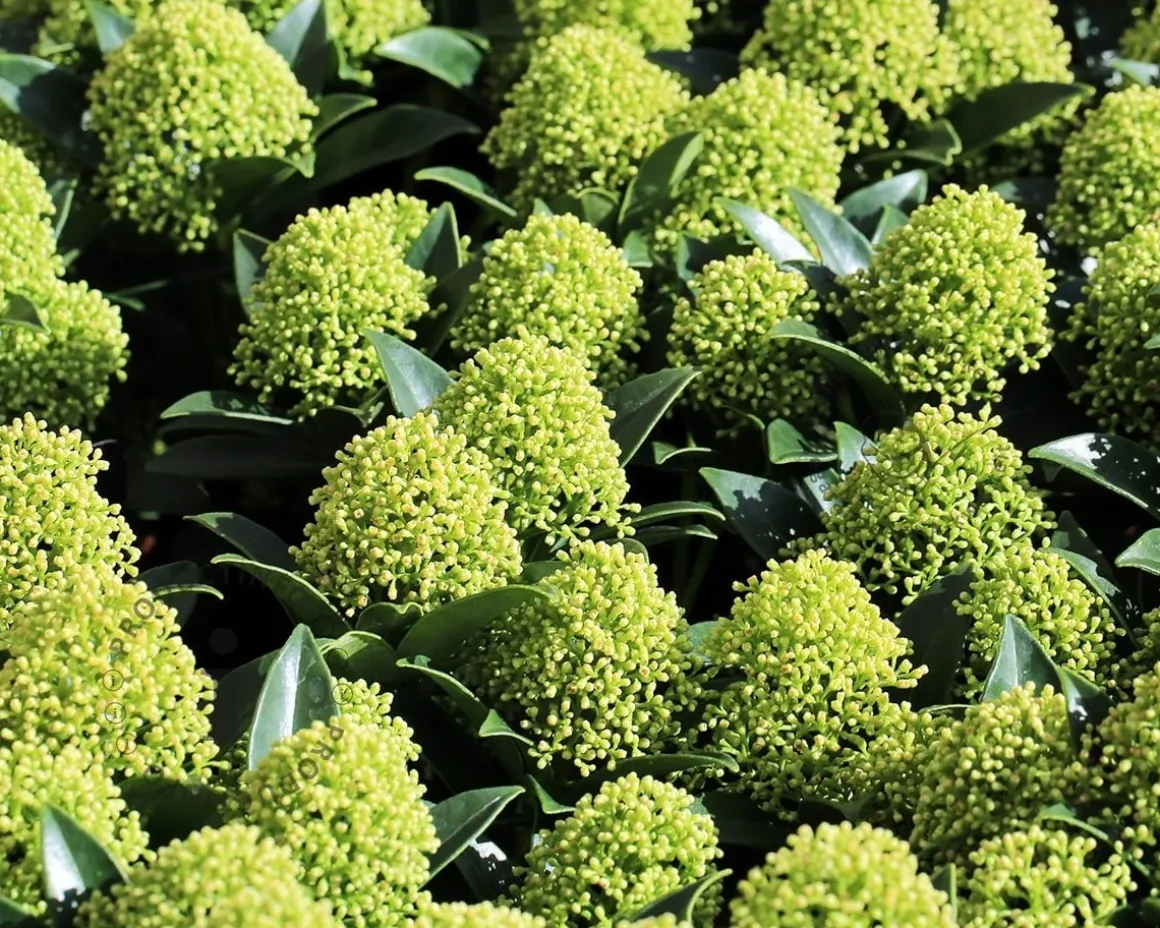 Skimmia japonica 'White Globe'