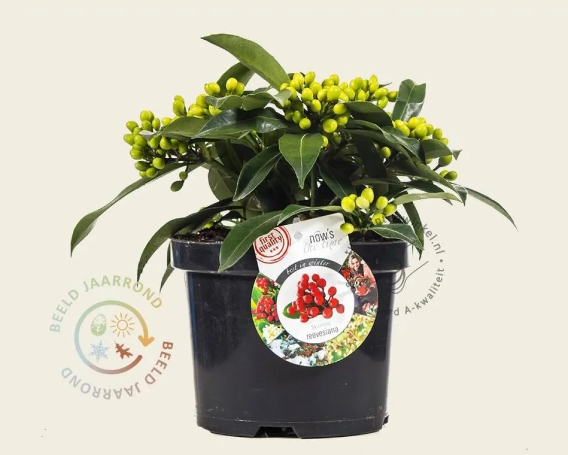 Skimmia reevesiana
