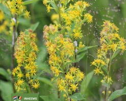 Solidago virgaurea