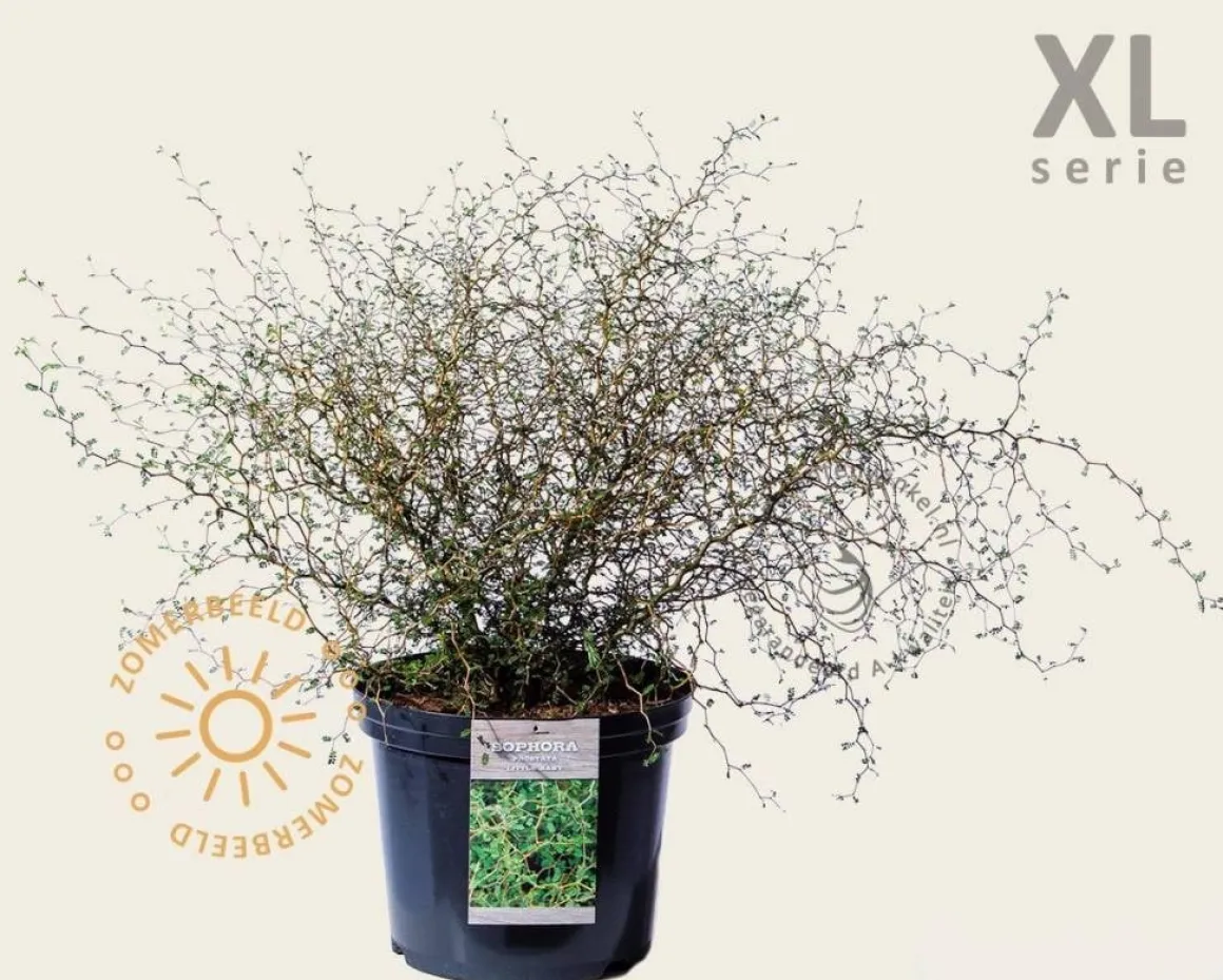 Sophora prostrata 'Little Baby' - XL