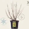 Sorbaria sorbifolia 'Sem' - XL