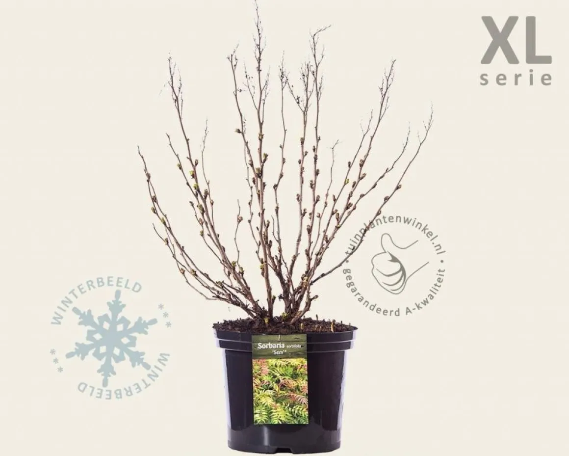 Sorbaria sorbifolia 'Sem' - XL