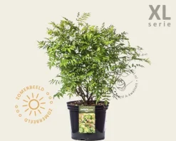 Sorbaria sorbifolia 'Sem' - XL