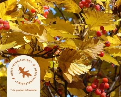 Sorbus aria 'Magnifica'
