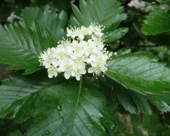 Sorbus aria 'Magnifica'