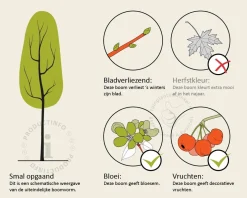 Sorbus aucuparia var edulis - hoogstam