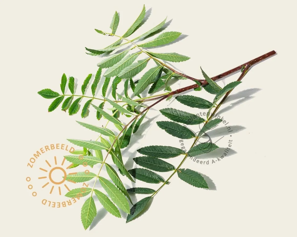 Sorbus aucuparia var edulis - hoogstam