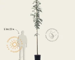 Sorbus aucuparia var edulis - hoogstam