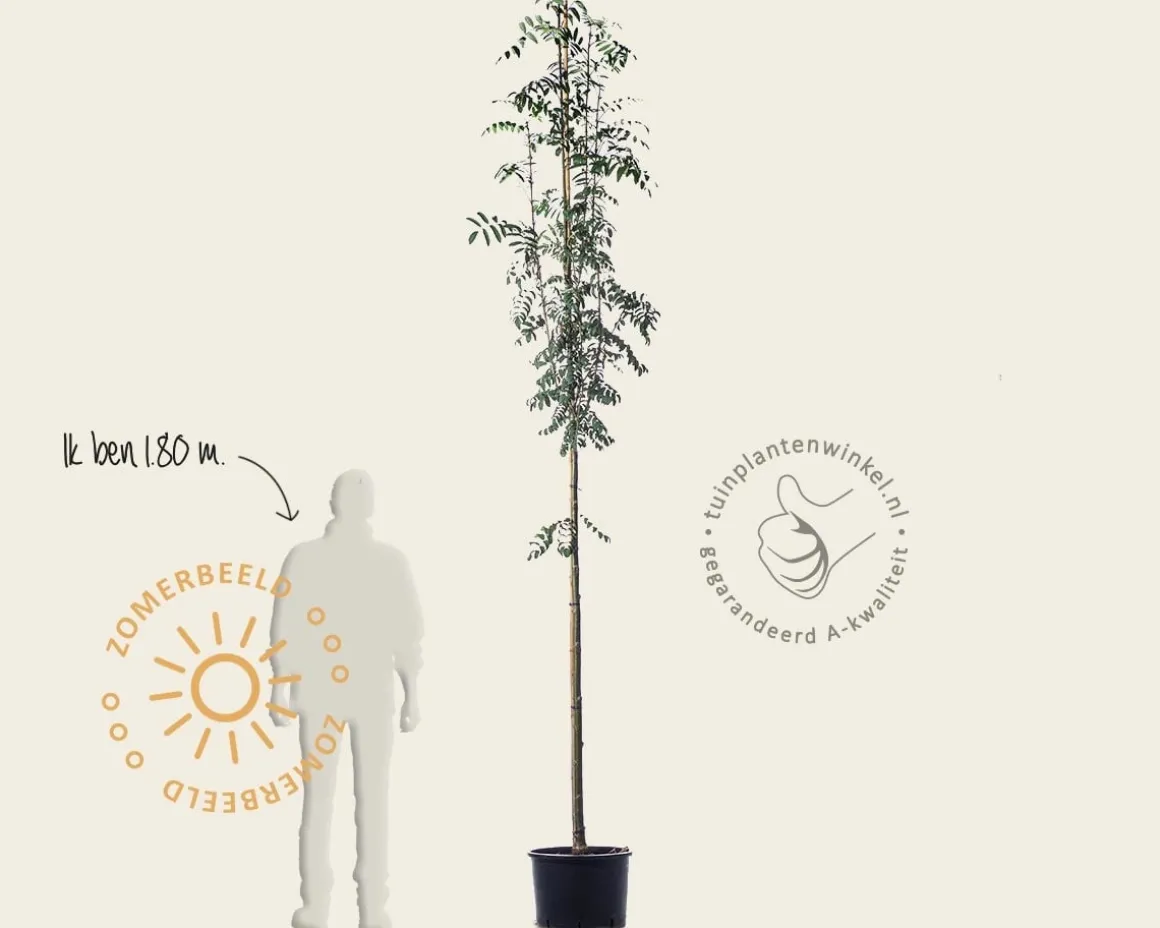 Sorbus aucuparia var edulis - hoogstam